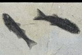 Plate of Three Uncommon Fish (Mioplosus) Fossils - Wyoming #179310-2